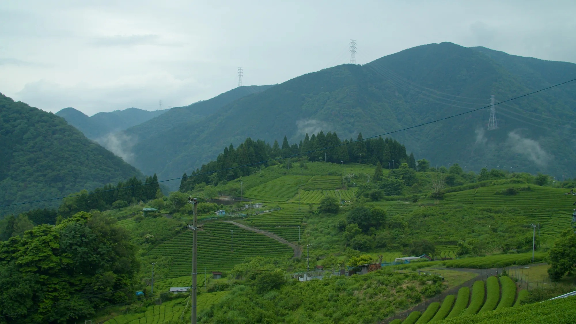 雲のかかる山と、斜面の茶畑